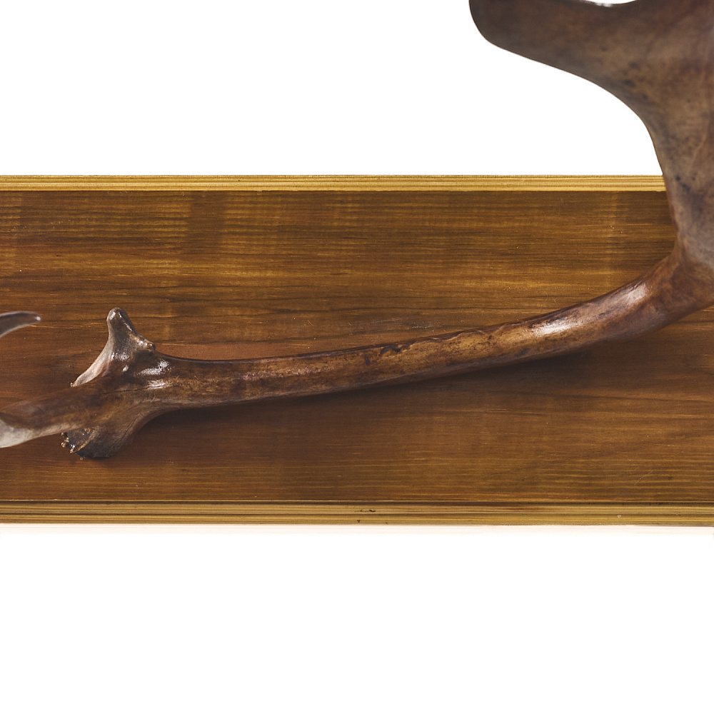 Таксидермия. Рога лося на медальоне - интернет магазин Русь Велика я фото 2