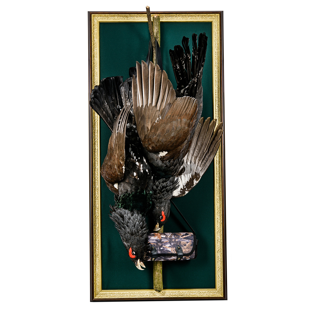 Чучело настенное «Глухариные трофеи» - интернет магазин Русь Велика я 