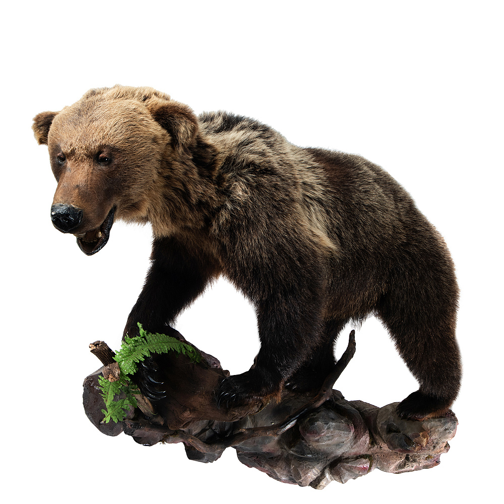 Чучело настенное «Медведь» - интернет магазин Русь Велика я фото 1