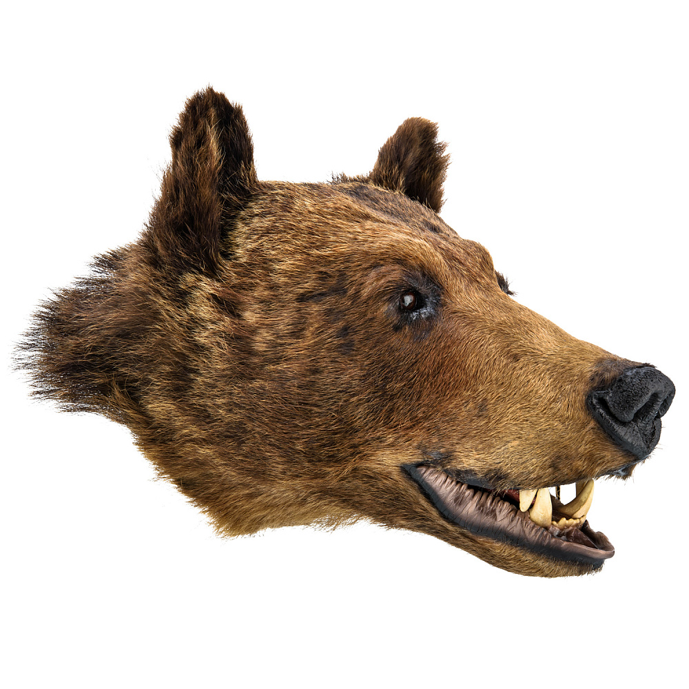 Чучело настенное «Голова медведя» - интернет магазин Русь Велика я фото 3