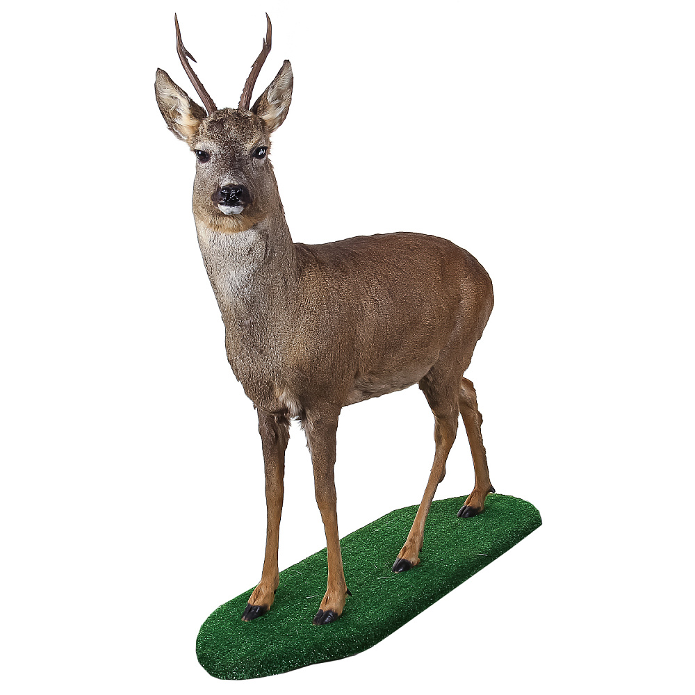 Полноростовое чучело «Косуля» - интернет магазин Русь Велика я фото 1