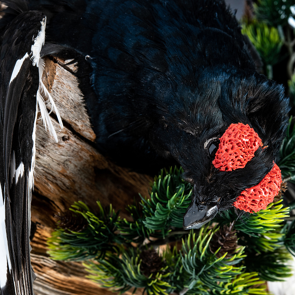 Настенное чучело птицы «Ястреб-тетеревятник с добычей» - интернет магазин Русь Велика я фото 4