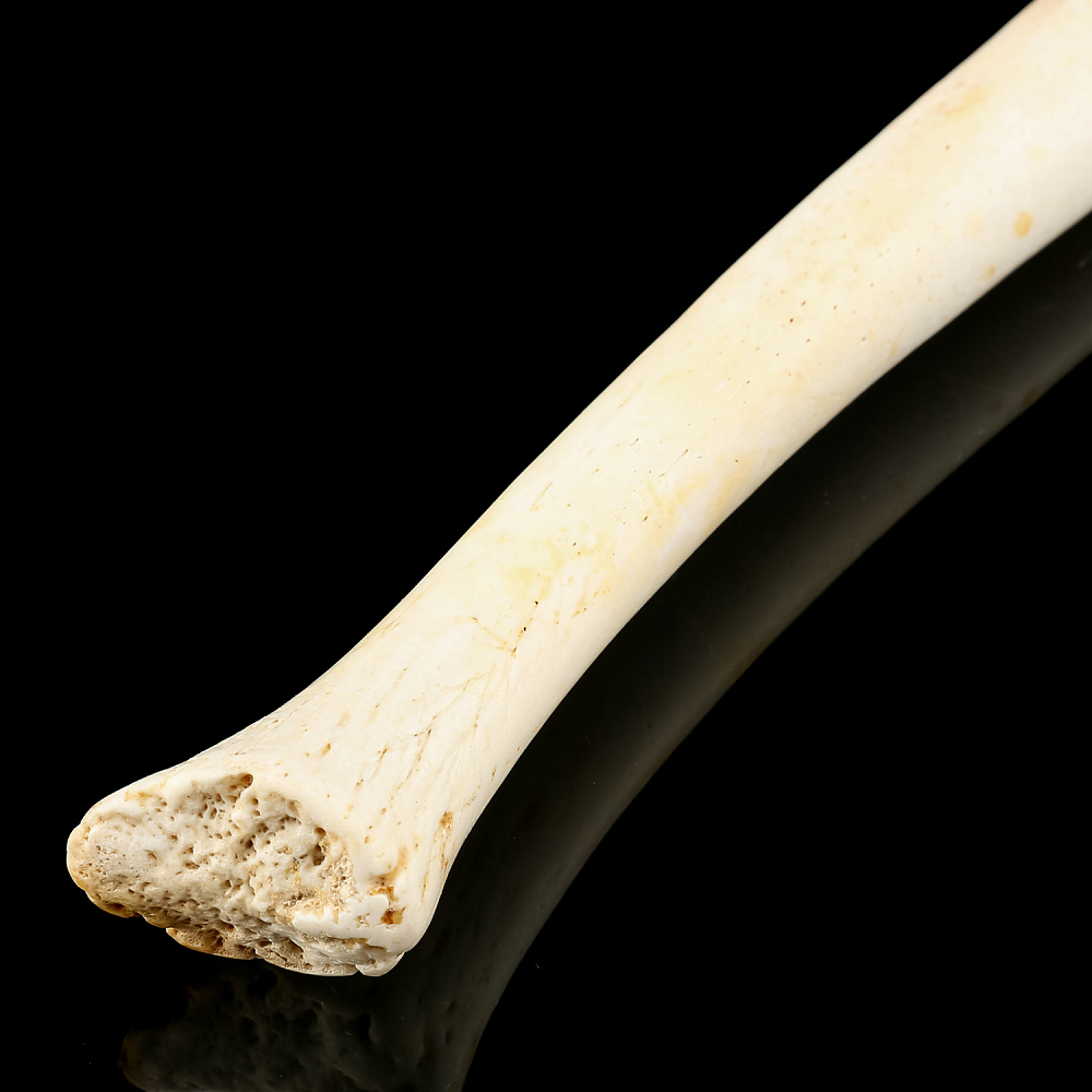 Чукотская булава из кости моржа - интернет магазин Русь Велика я фото 2