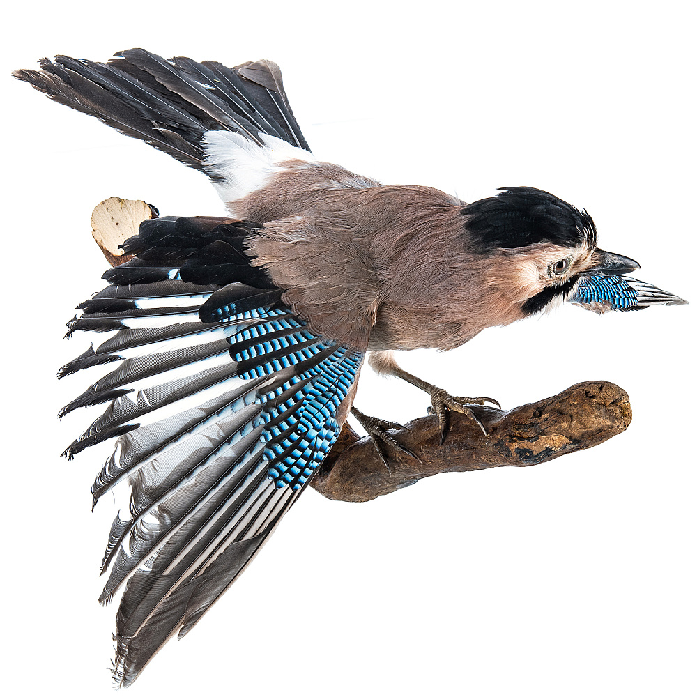 Чучело настенное «Сойка» - интернет магазин Русь Велика я фото 2