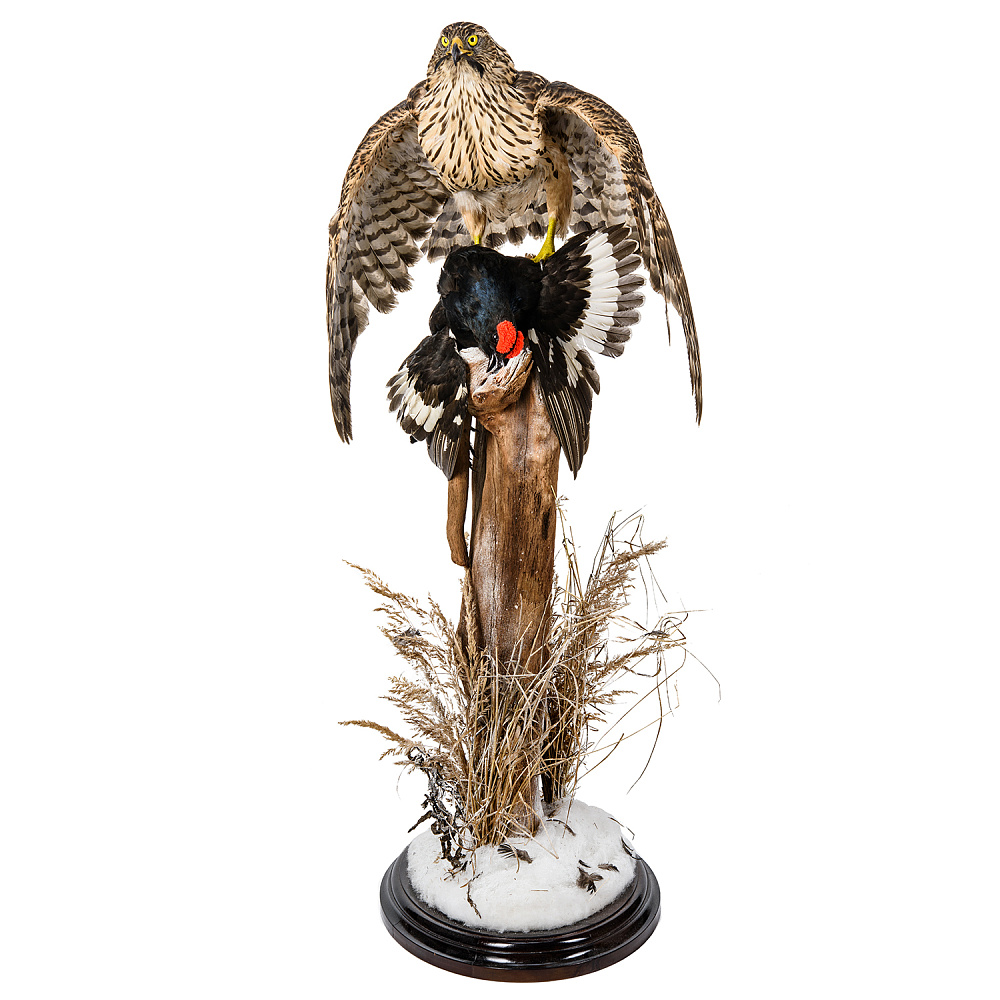 Чучело «Ястреб-тетеревятник с добычей» - интернет магазин Русь Велика я фото 1