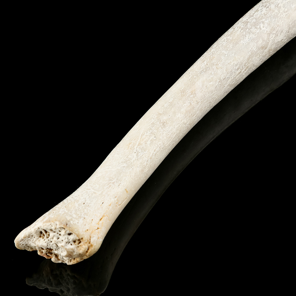 Чукотская булава из кости моржа - интернет магазин Русь Велика я фото 2