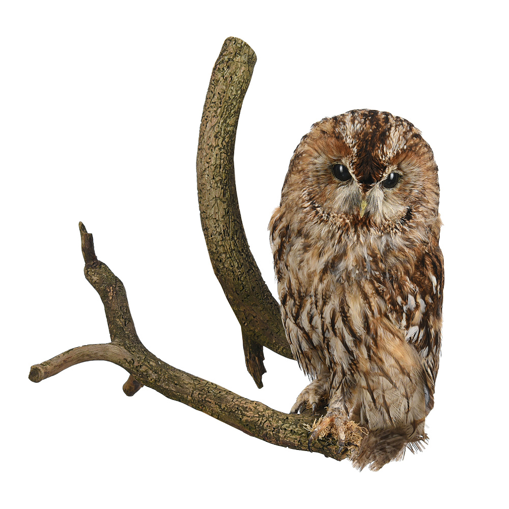 Чучело настенное «Сова серая» - интернет магазин Русь Велика я 