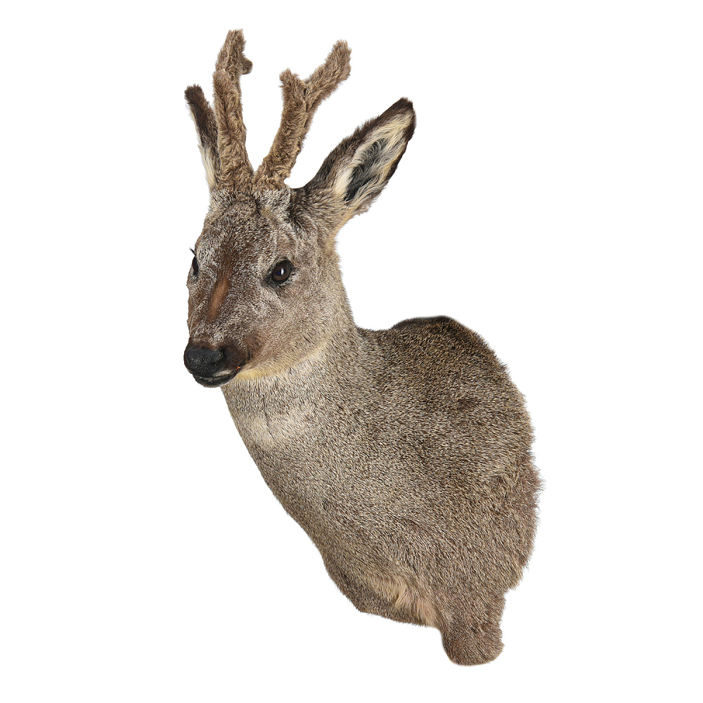 Чучело настенное «Голова косули» - интернет магазин Русь Велика я 