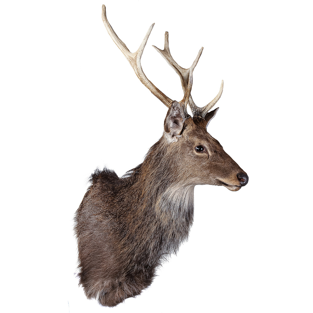 Настенное чучело «Голова пятнистого оленя» - интернет магазин Русь Велика я фото 2
