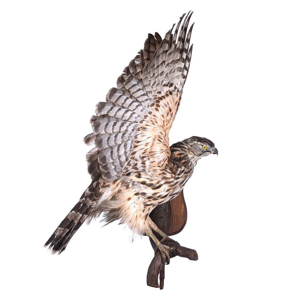 Чучело настенное «Ястреб-тетеревятник» - интернет магазин Русь Велика я 