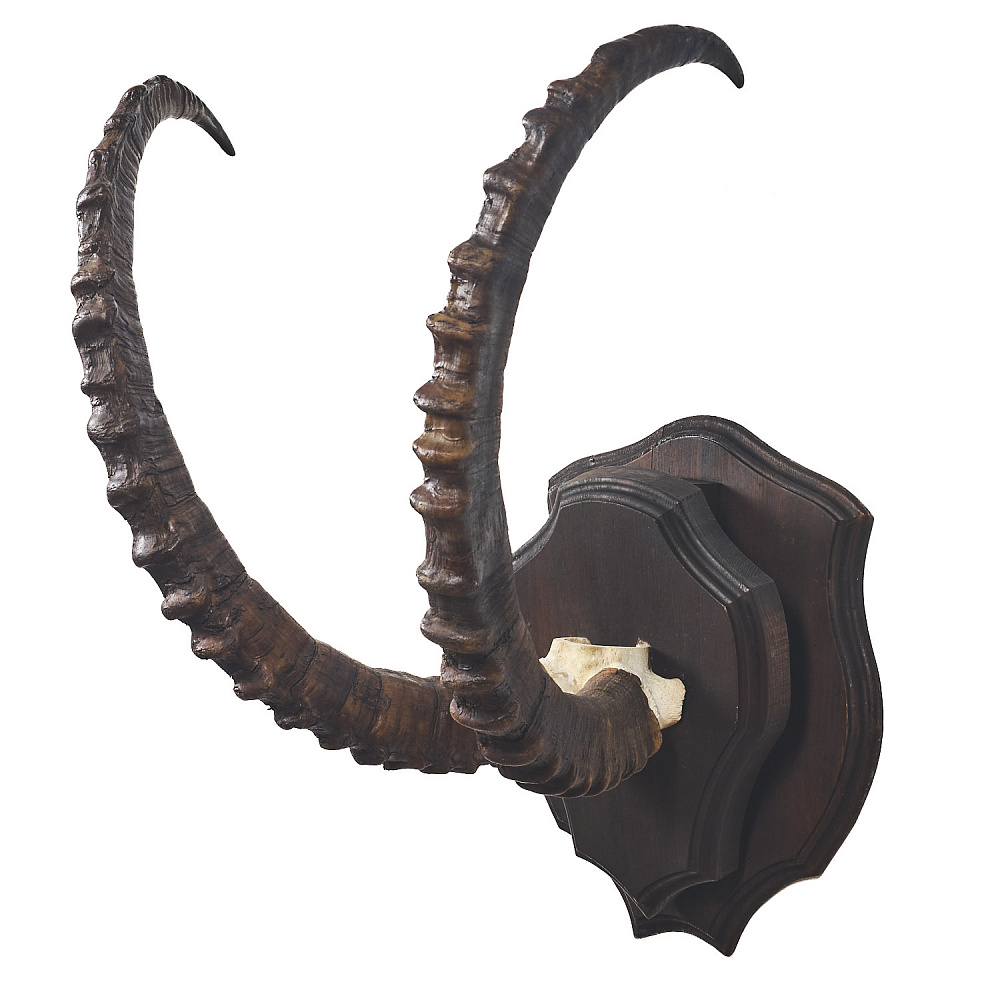 Таксидермия. Рога козерога - интернет магазин Русь Велика я 