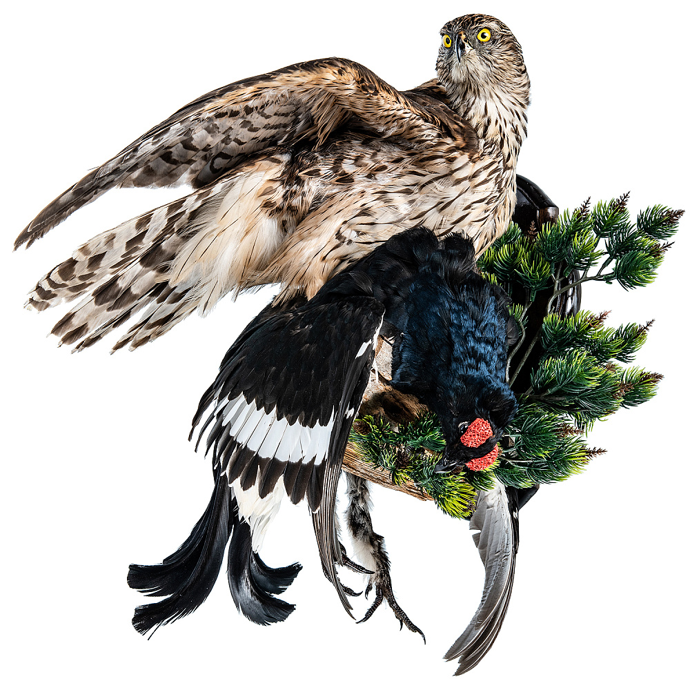 Настенное чучело птицы «Ястреб-тетеревятник с добычей» - интернет магазин Русь Велика я 